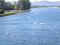 Wakeboarden auf der Donau